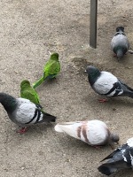 Parakeets among pigeons